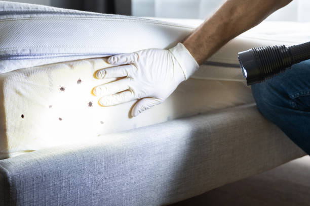Best Mosquito Control Services  in Annetta, TX