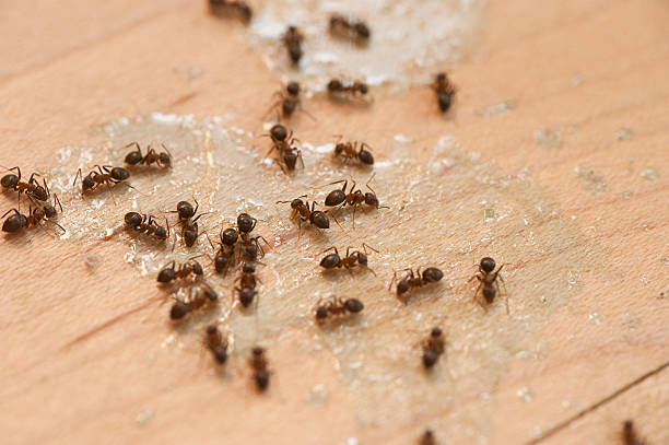 Best Affordable Pest Control Services  in Annetta, TX