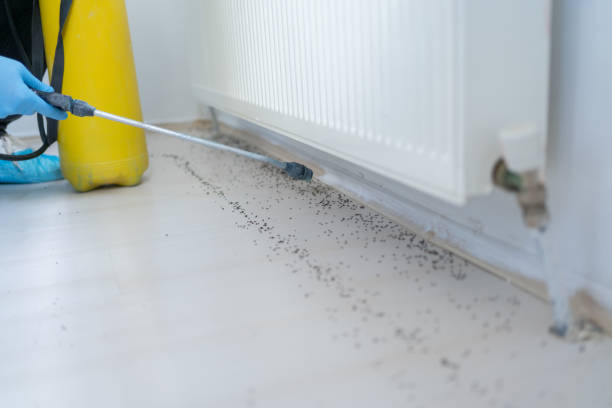 Best Pest Control Treatment  in Annetta, TX