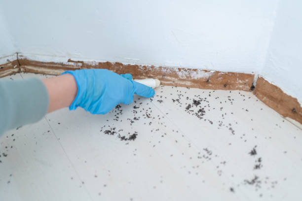 Best Mosquito Control Services  in Annetta, TX