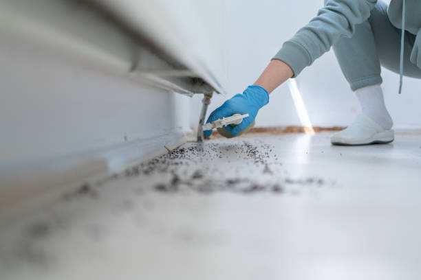 Best Local Pest Control Services  in Annetta, TX